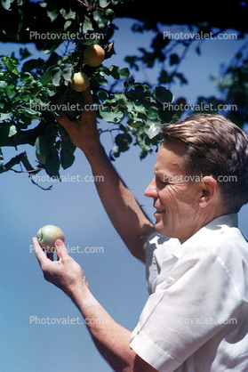 Man Picking Apples, retro, 1950s