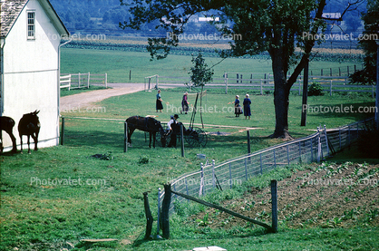 Bucolic Scene, Fence, Fields, Horses