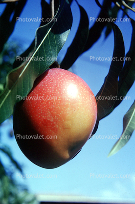 Nectarine, Fruit, Tree