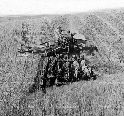 Horse Drawn Thresher, Harvest, Harvesting, Mechanized Combine, swather, windrower, 1890's