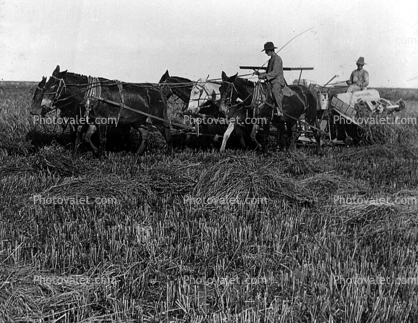 Horses, horse drawn trailers, 1890's