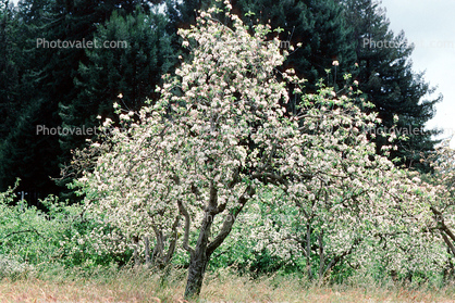 Apple Blossoms, Occidental