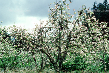 Apple Blossoms