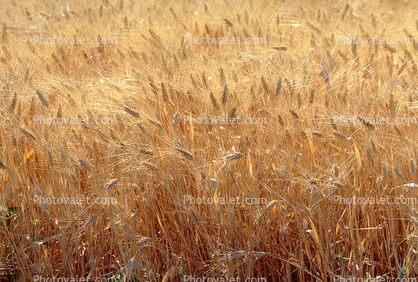 Wheat Fields
