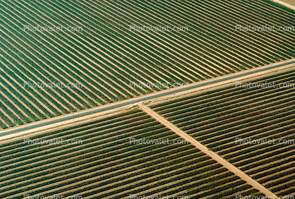 Central Valley, California, patchwork, checkerboard patterns, farmfields, road