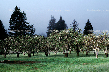 Gravenstein Apples, Occidental, California