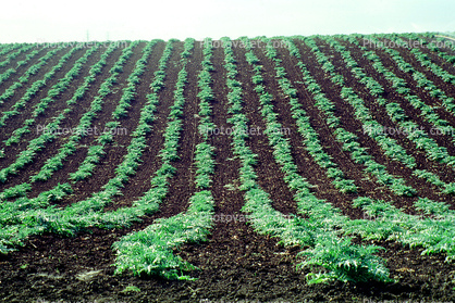 Artichoke Fields, Castroville, California, Dirt, soil