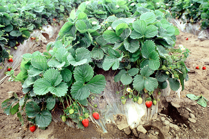 Strawberries Fields, near Castroville, California
