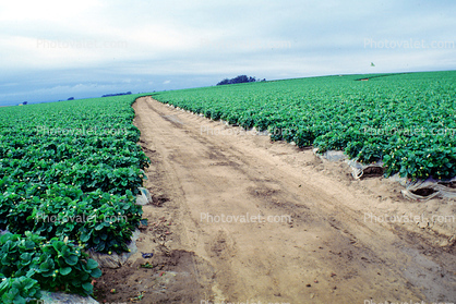 Strawberries Fields, near Castroville, California