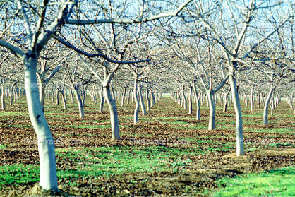 Sacramento Valley, California