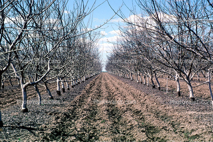 Atwater, Central California, dirt, soil