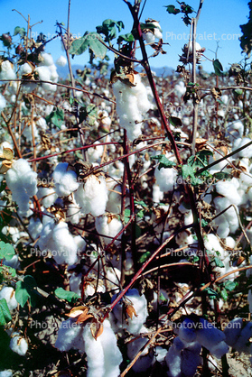 Cotton, Fields
