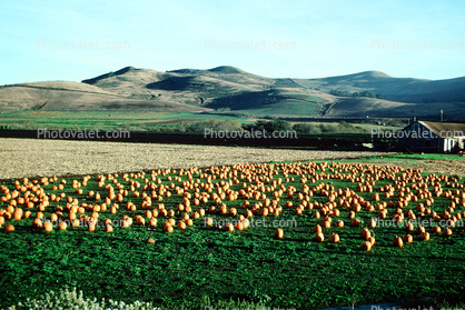 Pumpkin Patch, Fields