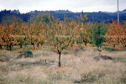 Peach Tree Orchard