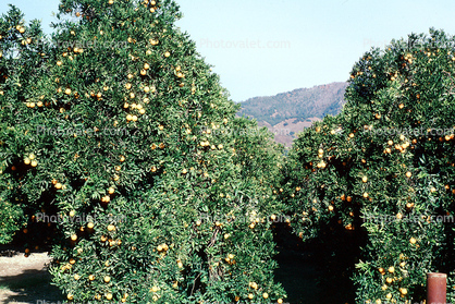 Orange Grove, orchard