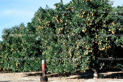 Orange Grove, orchard