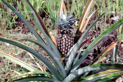 Pineapple Plant, Hawaii, Pineapple Farm, Bromeliad, Poales, Bromeliaceae, Maui