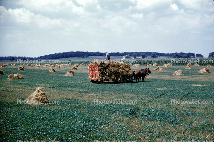 Gathering Hay, Horses, Manual Labor
