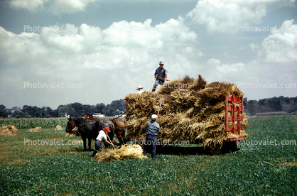 Gathering Hay, Horses, Manual Labor