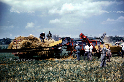 Wheat Thresher, Harvest