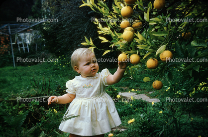 Child picking oranges from an orange tree, orchard, 1950s