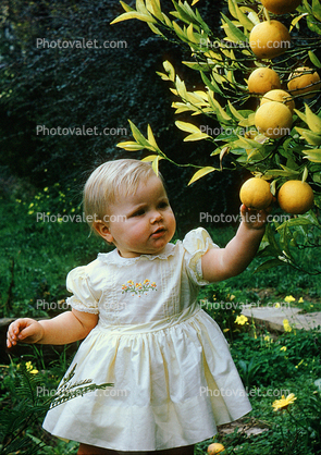 Child picking oranges from an orange tree