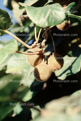 Kiwi Fruit