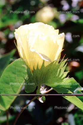 Cotton Flower, information, Cottonseed
