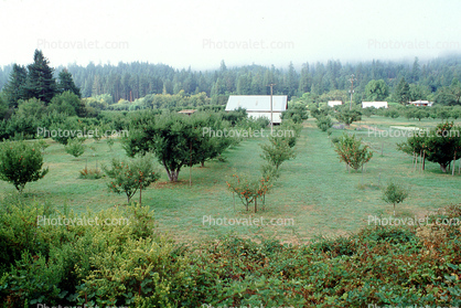 orchard, barn