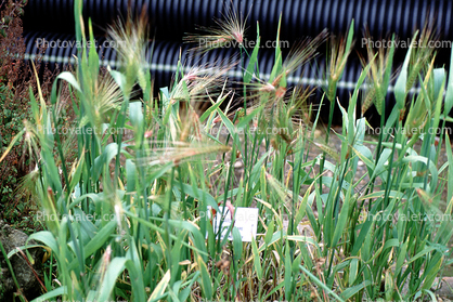 Barley (Hordeum vulgare), Poaceae