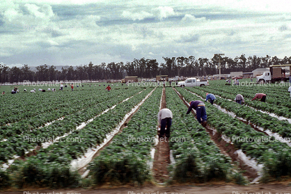 Migrant Workers Harvesting, farmworkers, mountains, laborer
