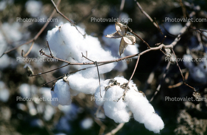 Cotton, near Needles