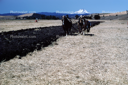 Farmer and a Horse Plow, Plowing, soil, dirt