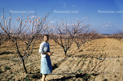 Girl in an Orchard Field, Springtime, 1940s