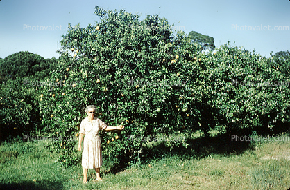 Orange grove, 1950s