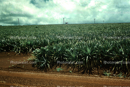 Pineapple Field, Pineapple Farm, Bromeliad, Poales, Bromeliaceae, Maui