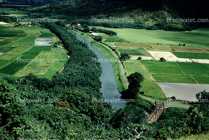 Rice Field, Taro, River, Bridge