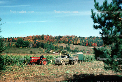 Corn Harvesting, Tractor, Corn, Cornfield, truck, autumn
