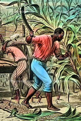 Sugar Cane, White Racist, Slave Trade, southern USA, Domination, Cruel