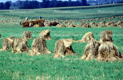 Hay Bundles in a field