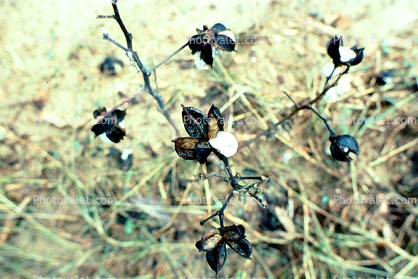 Cotton Flower, Plant