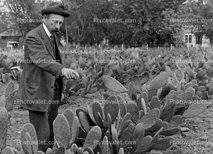 Luther Burbank Gardens, tending spineless cactus plants, 1890