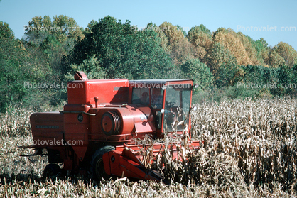 Massey-Fergeson 410 combine, harvester, harvesting corn