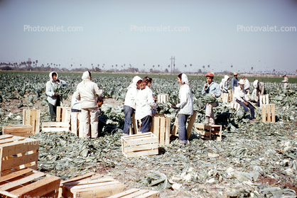 migrant farm labor, laborer, lettuce, farmworker, dirt, soil, boxes, women