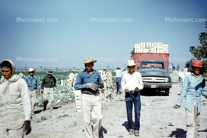 migrant farm labor, laborer, lettuce, farmworker, 1960s