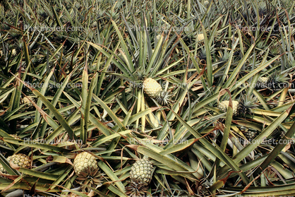 Pineapple Fields, Hawaii, Plant, ready for harvesting, Pineapple Farm, Bromeliad, Poales, Bromeliaceae, Maui, dirt, soil