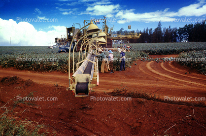 Harvesting Pineapple, Farmer, Pineapple Harvesting, Mechanization, Workers, Labor, Hawaii, Pineapple Farm, Bromeliad, Poales, Bromeliaceae, dirt, soil, 1950s