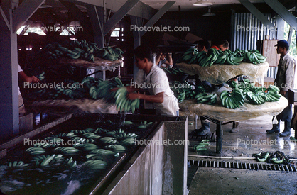 Banana Processing