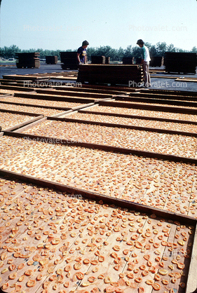 Solar Apricot Drying, Descant