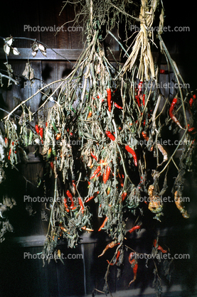 Hanging Chili Pepper Pods, hot chili, Dorris California